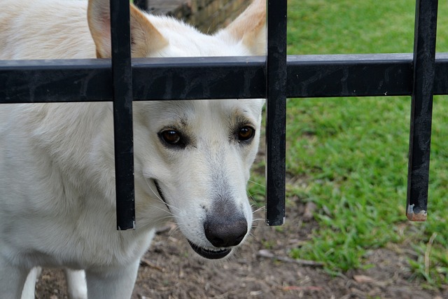 Les garanties assurances animaux pour l’assurance habitation